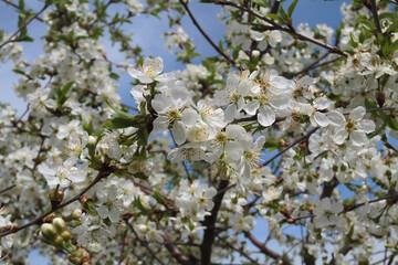 Cherry blossom branch in the foreground