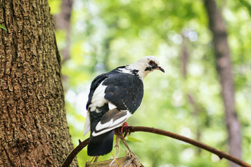 black and white dove sitting on a tree branch in the park