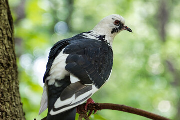 pigeon perched on a branch