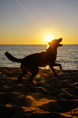 Pies i zachód słońca - obrazy, fototapety, plakaty