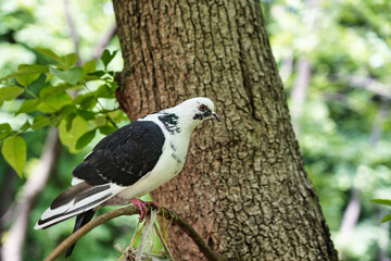 black and white pigeon on a tree branch