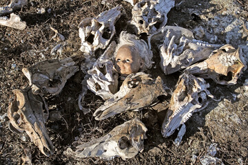 The doll's head is surrounded by pig skulls