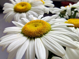 Daisy flowers in the vase - Bellis perennis, Leucanthemum vulgare - ox-eye daisy, oxeye daisy, dog daisy