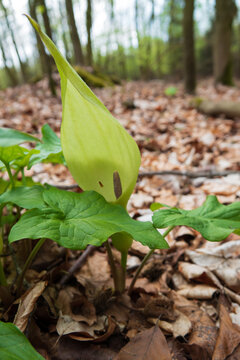 Aronstab / Arum maculatum, wei&szlig;liche Gleitfallenblume auf Waldboden
