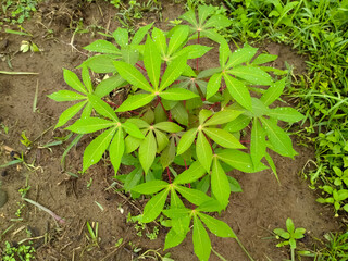 bitter cassava plant healthy food