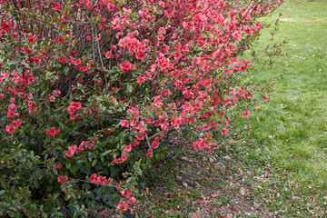 Chaenomeles speciosa
