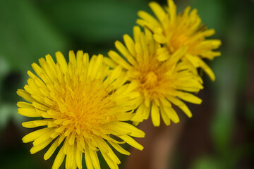 drei Löwenzahnblüten in Reihe