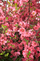 Chaenomeles speciosa