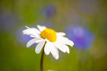 Obraz premium Wildflower field in summer, bee meadow laid out