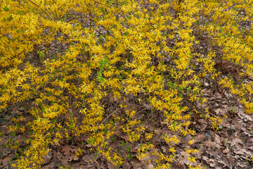 Forsythia 