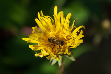 kleine Biene sammelt Nektar aus einer frischen Löwenzahnblüte