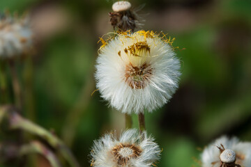 Huflattich Fruchtstand / Frühjahrblume