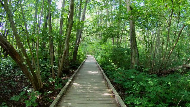 Walking on a wooden walkway in a green vibrant summer forest. Summertime in &Ouml;sterlen, Sweden.