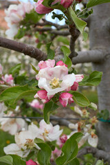 Malus domestica tree in bloom