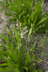 Plantago lanceolata
