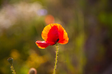 Naklejka premium Poppy with sunset