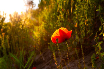 Poppy with sunset