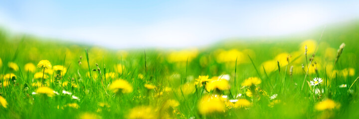 Banner 3:1. Field with yellow dandelions against blue sky and sun beams. Spring background. Soft focus