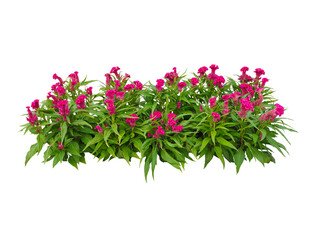 Red Flowers bush tree isolated on white background,Objects with Clipping Paths