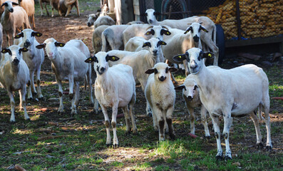 Obraz premium herd of sheep