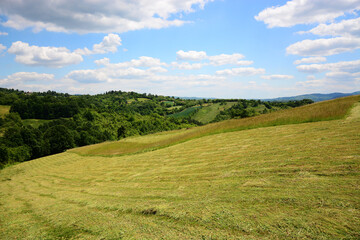 landscape with grass and sky