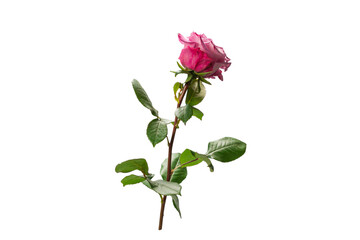 Obraz premium Pink rose isolated on white background.