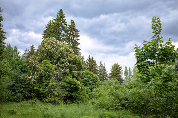 Fototapeta na wymiar Diverse forest vegetation under a blue thick cloudy sky. Tall spruces, flowering chestnut and young maple among dense bushes.
