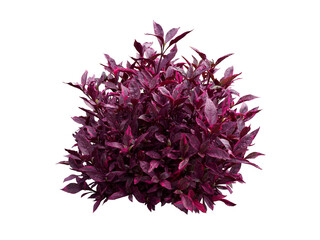 Bush,Tree isolated on white background,This has clipping path.