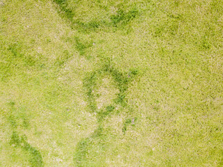 Green meadow. Aerial drone view.