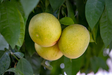 Yellow sweetie pomelo citrus fruit ripens on a tree branch at the organic household. Authentic farm...