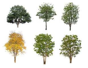 isolated tree set is located on a white background.Collection of isolated tree on white background