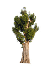 Tree isolated on white background,This has clipping path.