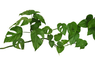 monstera leaf ,Twisted jungle vines liana plant with heart shaped green leaves isolated on white background with clipping path