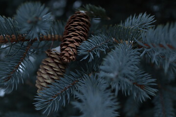 tree branches with cones