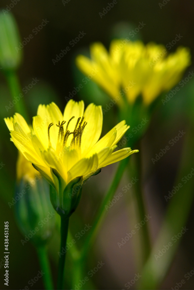 Wall mural Rainkohl, Gemeiner Rainkohl // Common nipplewort (Lapsana communis)