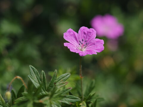 ゲラニューム の画像 69 件の Stock 写真 ベクターおよびビデオ Adobe Stock