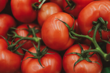 tomatoes on the vine