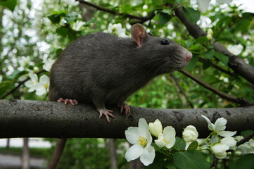 grey rat on apple branch