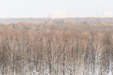view of bare forest of urban park with last snow