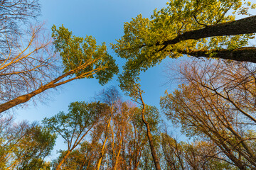 The forest of Montello