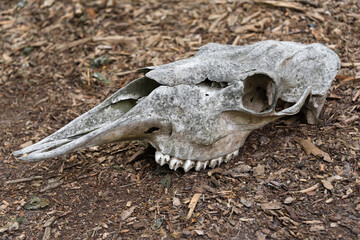 Fototapeta premium Weathered skull of a dead horse in the forest. An old horse skull lies on the ground. Bone skull with teeth