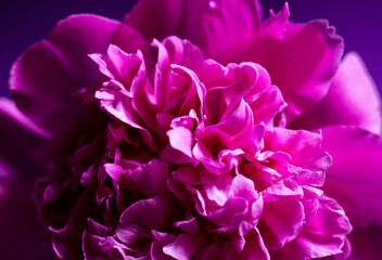 Volumetric and lush pink peony close-up