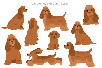 American cocker spaniel all colours clipart. Different coat colors set. - obrazy, fototapety, plakaty