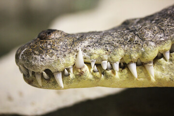 close up of crocodile head