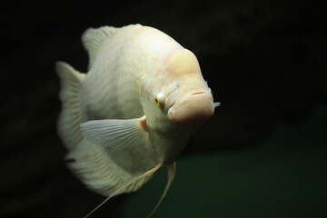 close up of a fish