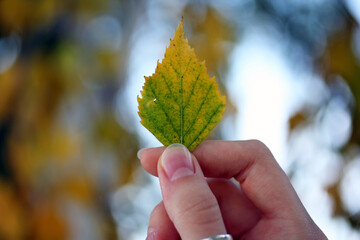 autumn leaves in hand