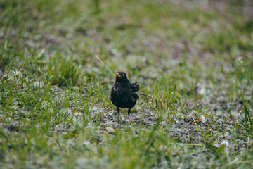 bird on the grass