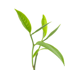 green tea leaf isolated on white background