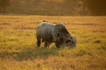 Portrait of bull in pasture at sunset.