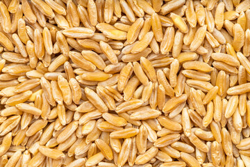 background - many Kamut Khorasan wheat grains